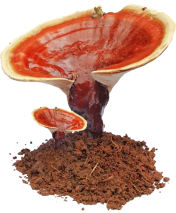 ganoderma